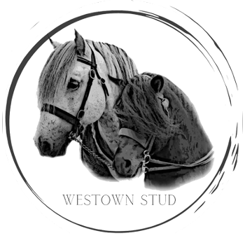 Westown Stud Ltd horse breeder Lancashire 