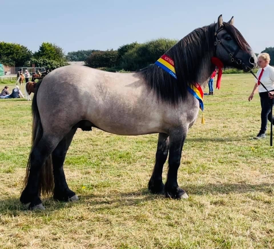 Westown Gypsy Spirit | horse breeder Lancashire gallery image 1
