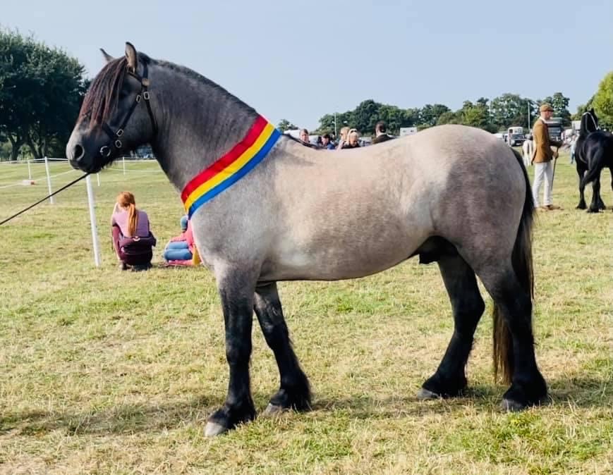 Westown Gypsy Spirit | horse breeder Lancashire gallery image 2