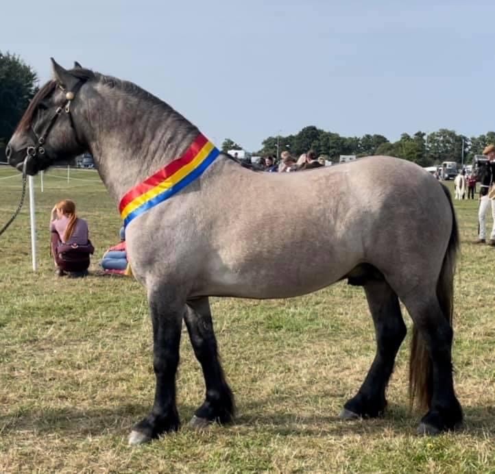 Westown Gypsy Spirit | horse breeder Lancashire gallery image 3