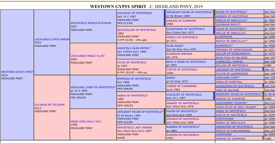 Westown Gypsy Spirit pedigree chart.