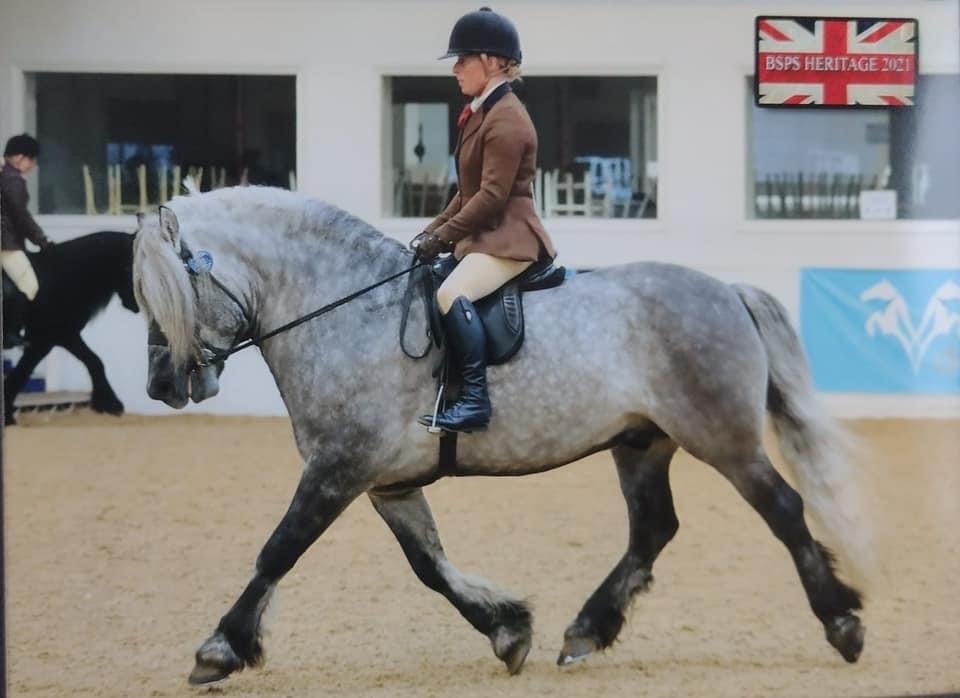 Lennox of Westown | horse breeder Lancashire gallery image 2