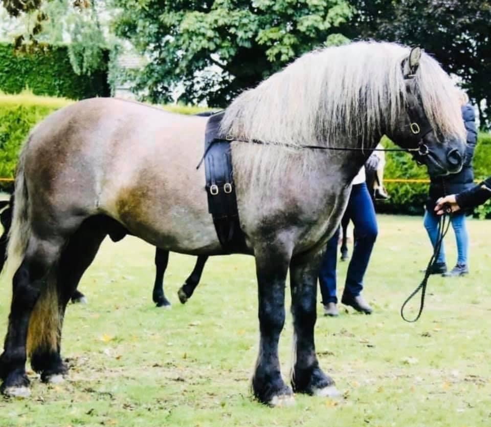 Lennox of Westown | horse breeder Lancashire gallery image 7