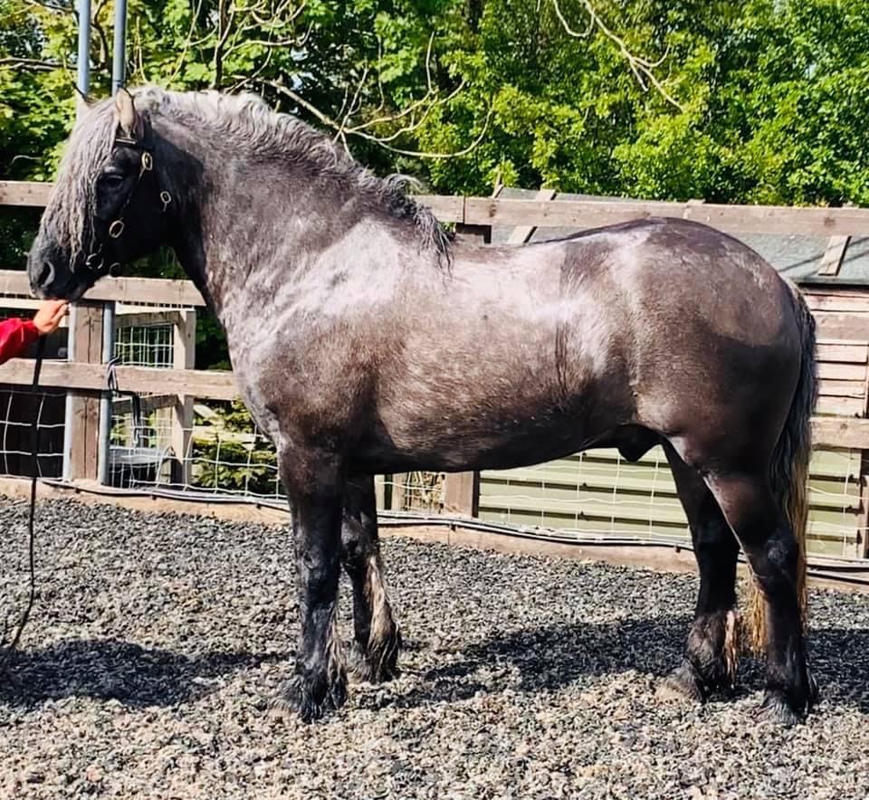 Lennox of Westown | horse breeder Lancashire gallery image 5