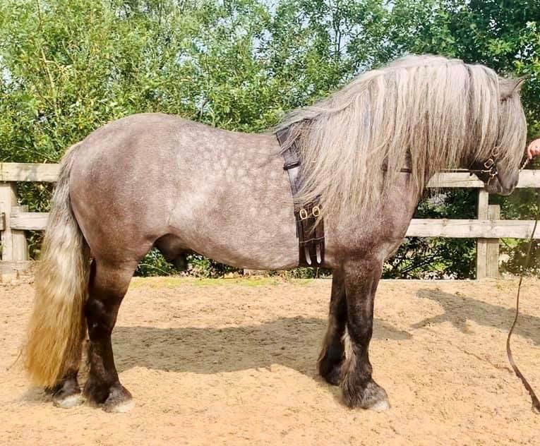 Lennox of Westown | horse breeder Lancashire gallery image 6