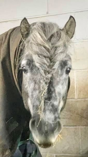 Lennox of Westown | horse breeder Lancashire gallery image 1