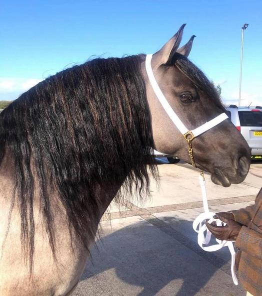 Dark maned horse dartmoor pony.
