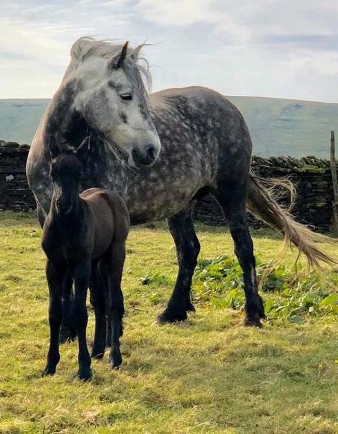 Gorgeous highland pony mare and foal.