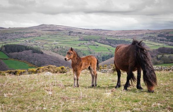 Foal next to mother mare in English countryside.