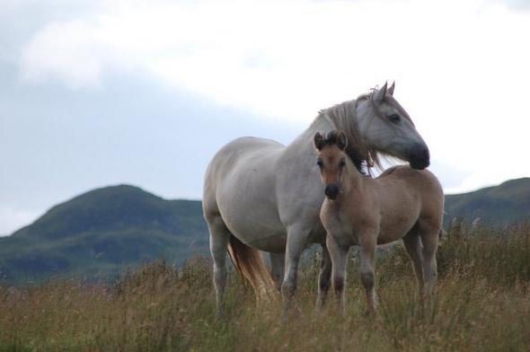 Mare and foal in a field.